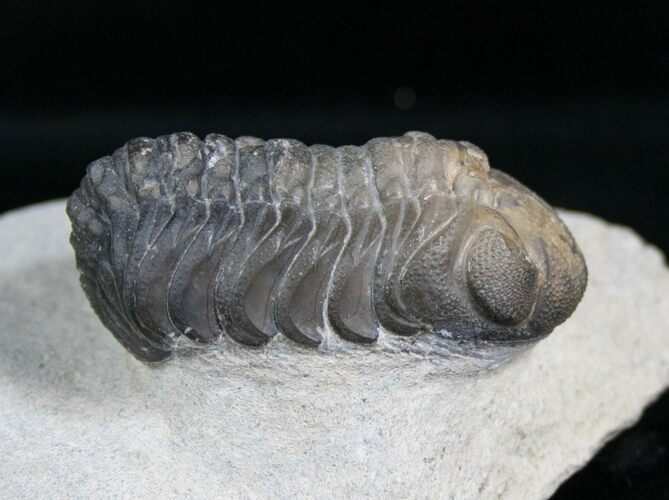 Detailed Phacops Trilobite From Morocco #4231